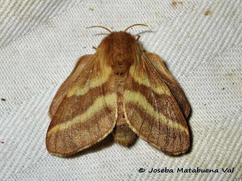 Malacosoma castrensis femmina